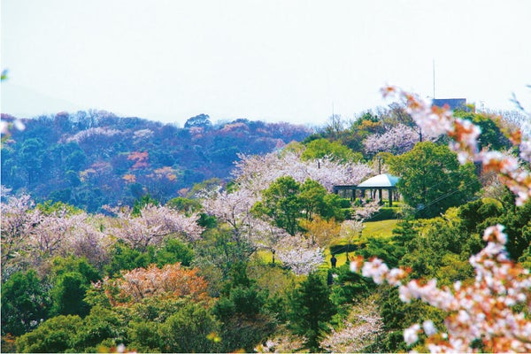 <徳島>花見山鳴門しだれ桜の丘と眉山1500本のソメイヨシノ【緑が丘・西神中央・明石出発】2